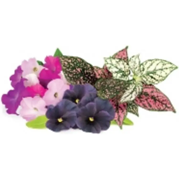 Click and Grow Smart Garden Refill 9-pack Livligt Blomstermix