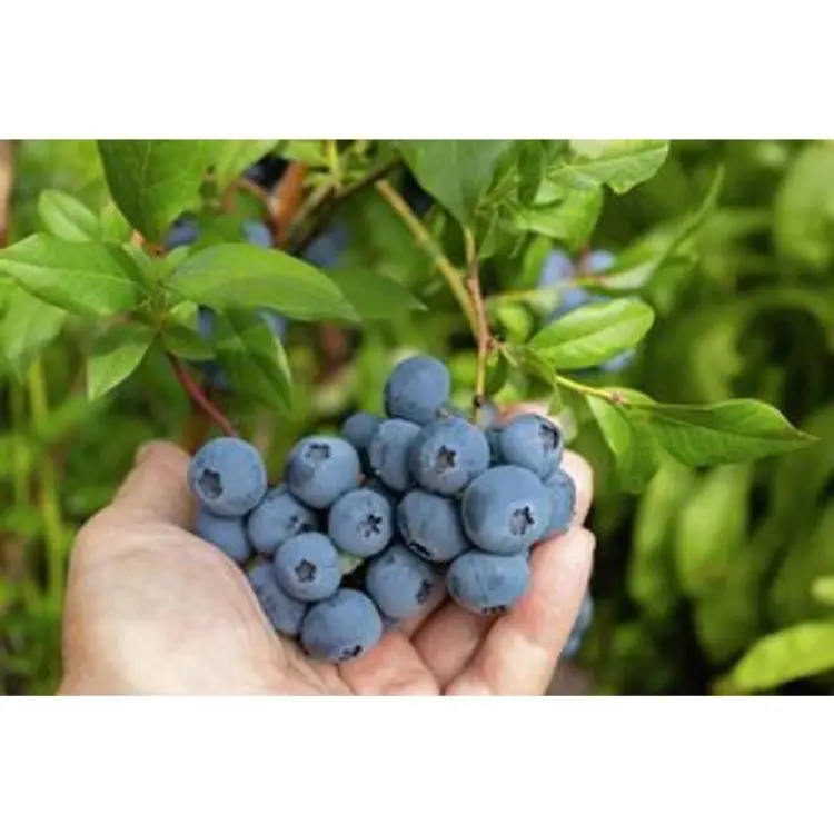 Omnia Garden Amerikanskt Blåbär Alfred Blå 10-Pack