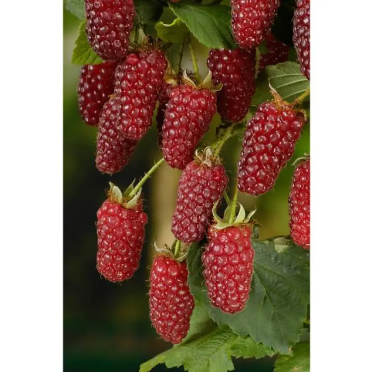 Omnia Garden Bärbuske Björnbärshallon 30-50 cm Krukodlad