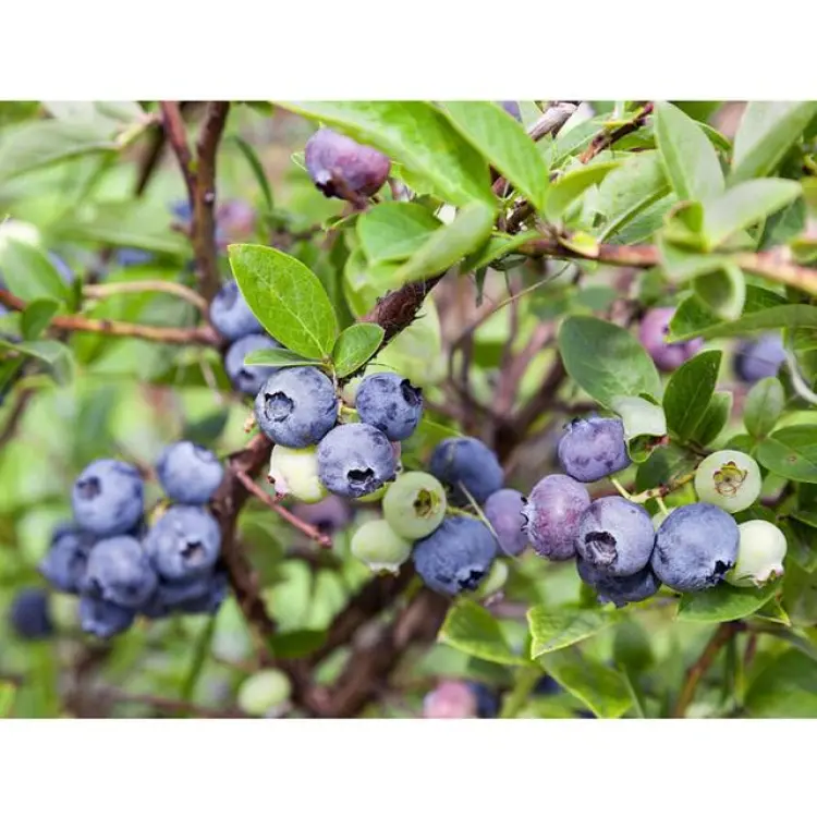Omnia Garden Bärbuske Hybridblåbär Emil E 15-20Cm Krukodlad 5-Pack